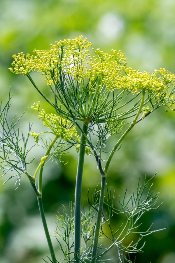 A focus on a dill flower head against a blurry background