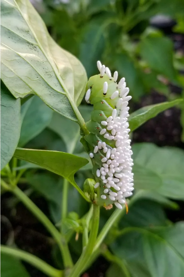 A tomato hornworm infected with eggs of a parasitic wasp. 