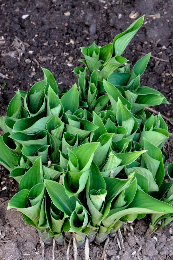 Early hosta growth in the spring.