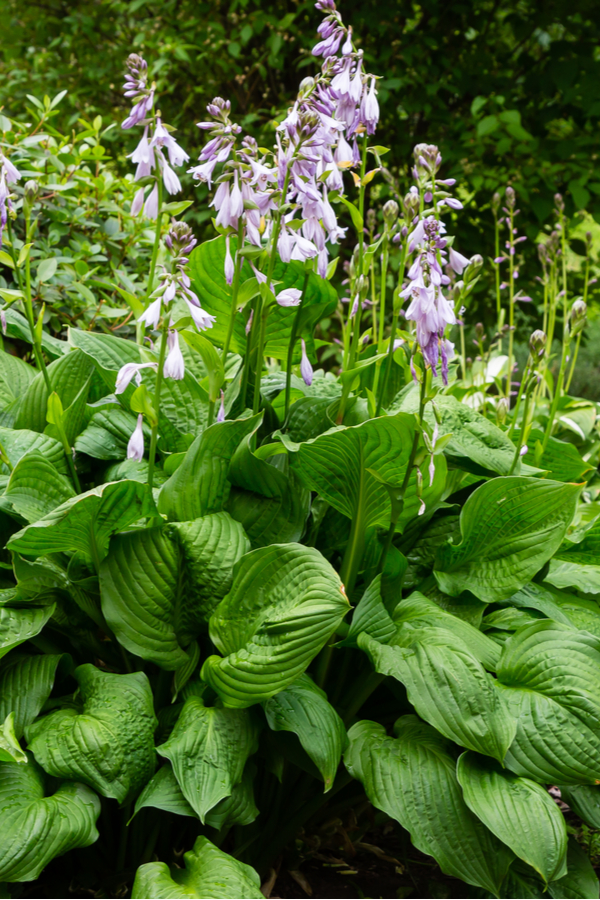 A large hosta plant putting up blooms