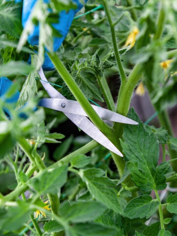 pruning tomatoes