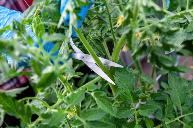 pruning tomatoes