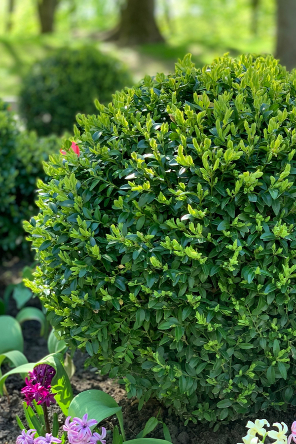 Boxwood shrubs - A great home for attracting praying mantis
