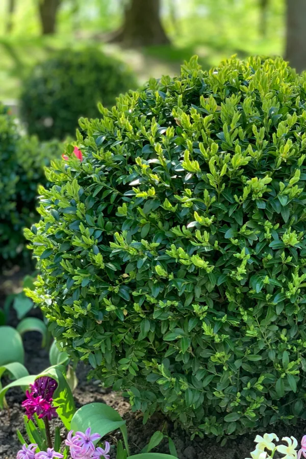 Boxwood shrubs - A great home for attracting praying mantis