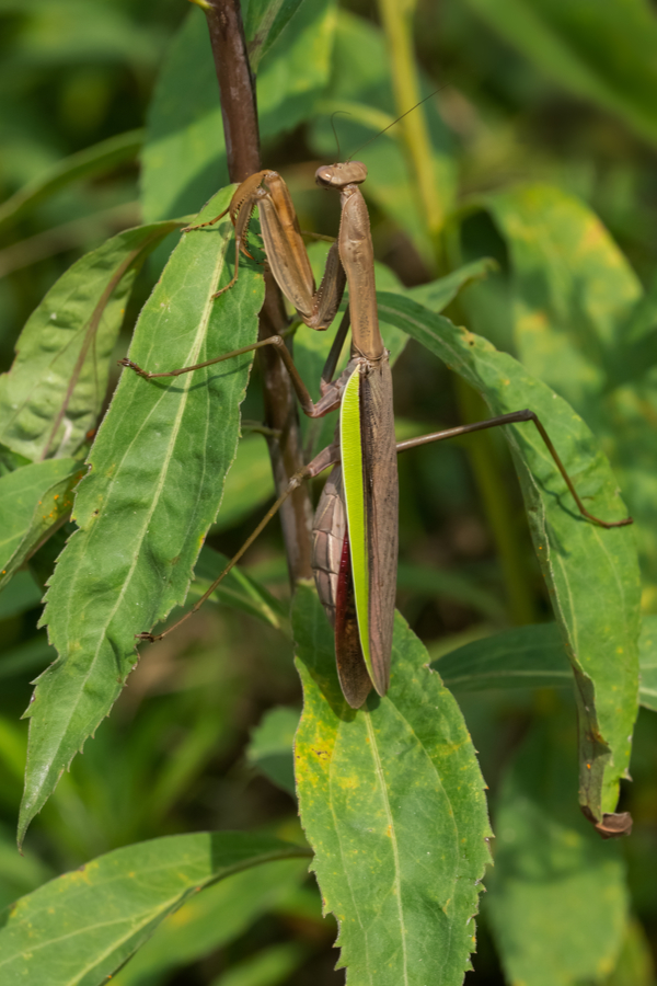 A brown and green Chinese Mantid resting on a leafy branch - how to attract praying mantis