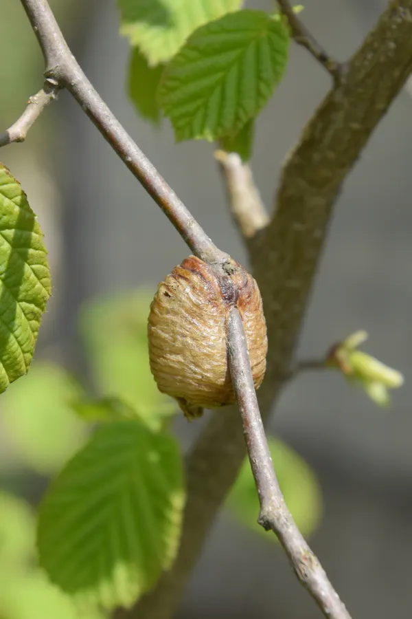 A praying mantis's egg sack attached to a twig.