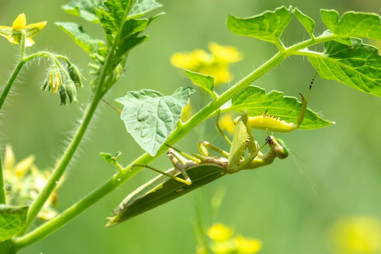 How To Attract Praying Mantis - And Why It Can Help Control Pests!
