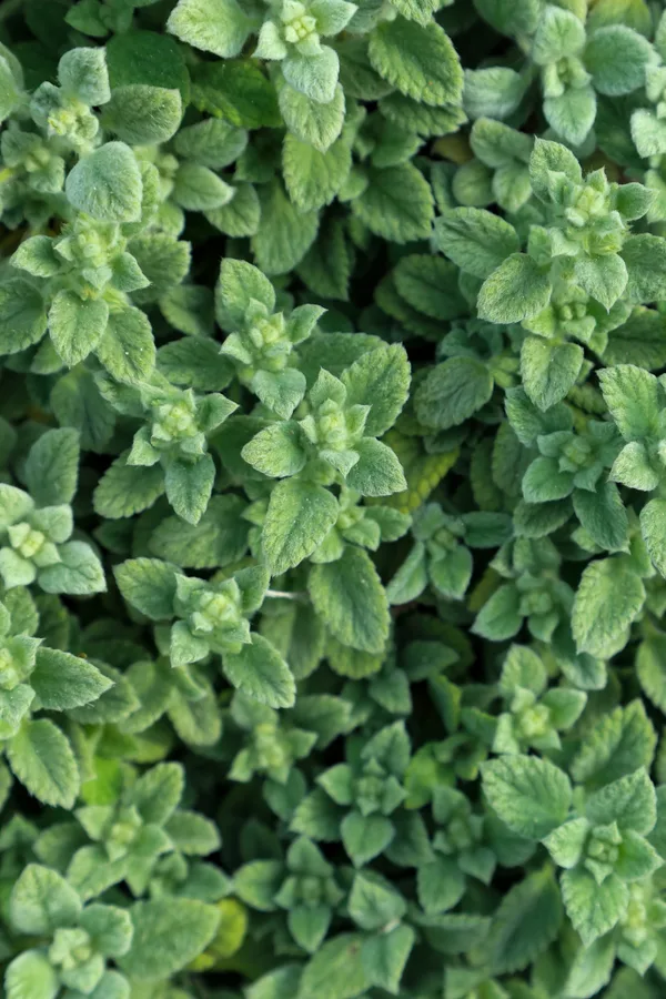 a large patch of oregano