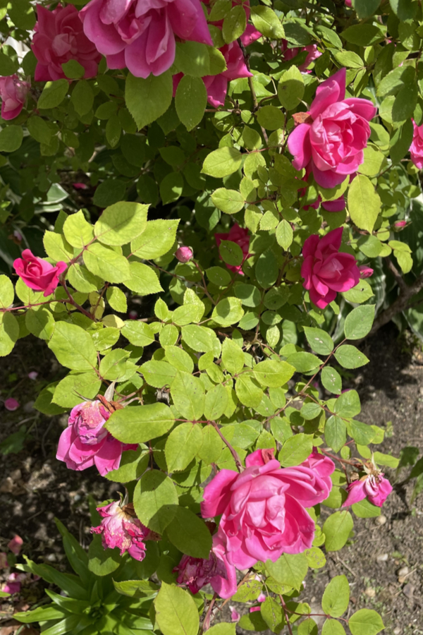 Pink rose bushes - how to attract praying mantis