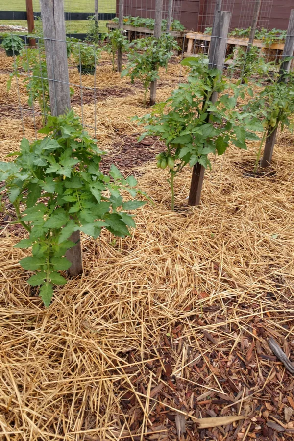 prune tomato plants at the bottom