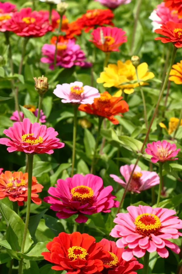 Different blooms of zinnias in a garden