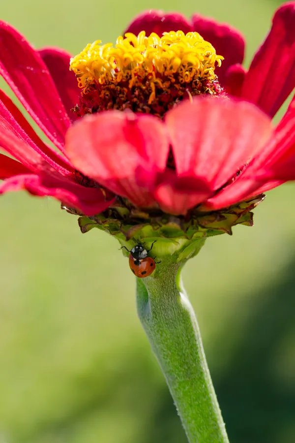 A ladybug on the stem of a red zinnia; Ladybugs really help out in vegetable gardens 
