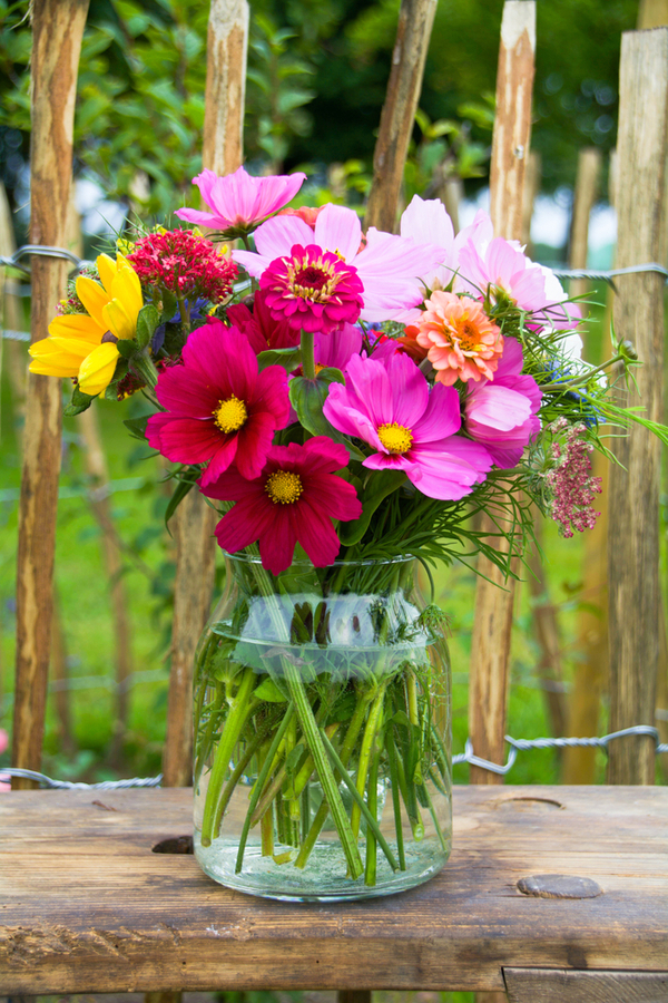 A clear vase of garden flowers. Cosmos, zinnias, sunflowers and more