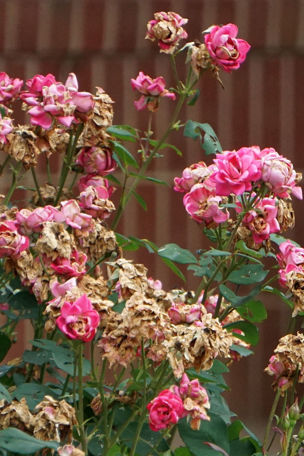 Pink roses that have many spent blooms still on the foliage. Remove those blooms for the best summer care