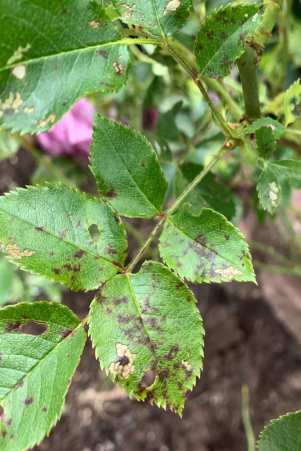 black spot on a rose bush plant