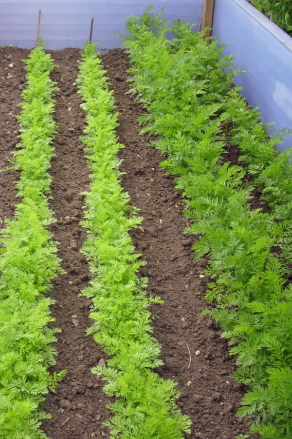 Four rows of carrots that have utilized succession planting