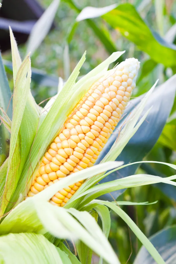 A closeup image of a sweet corn - another crop you can use succession planting with. 