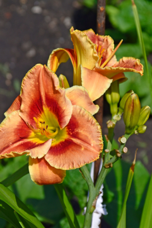 Daylily plants bloom during the day in the summer. Pictured are two open orange and red blooms. 