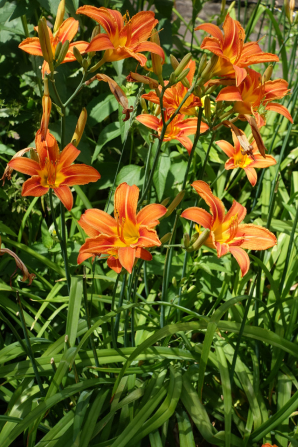 A group of orange daylily plants growing in the summer 