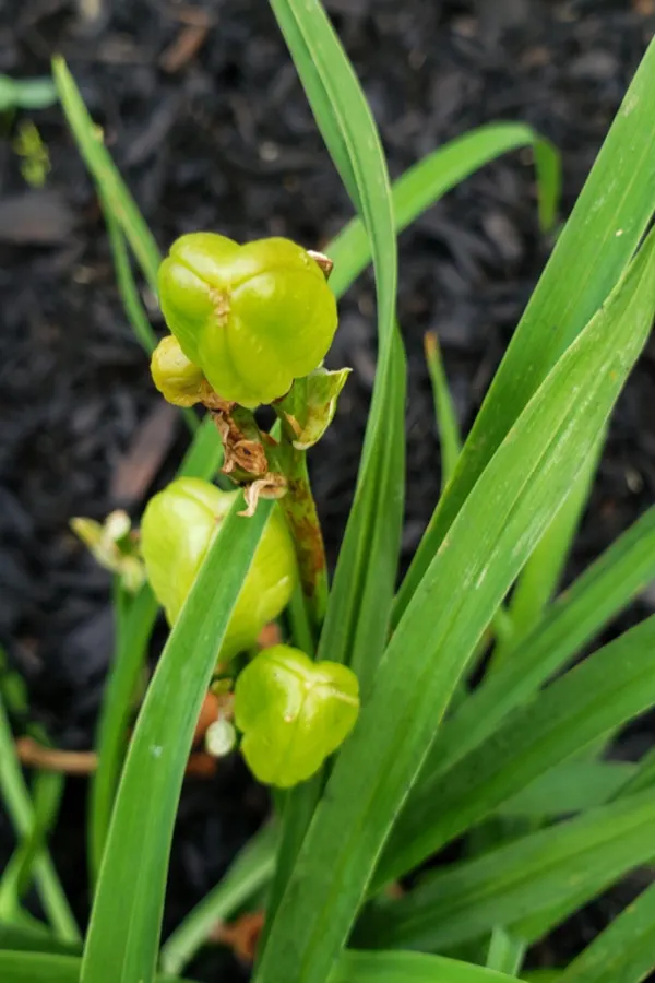 A daylily seed pod