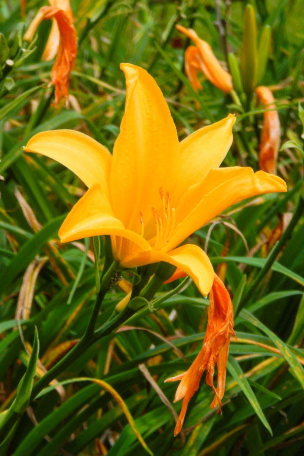 Several spent yellow daylily blooms and one large full bloom.