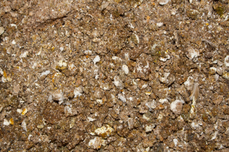 How To Use Fresh Chicken Manure To Power Your Plants!