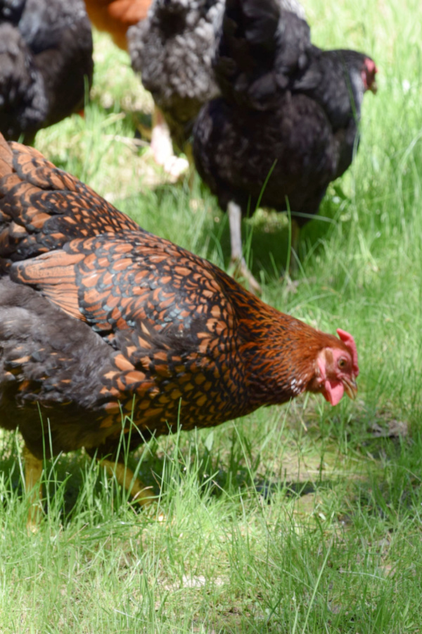 Chickens free ranging help improve the organic matter of fresh chicken manure
