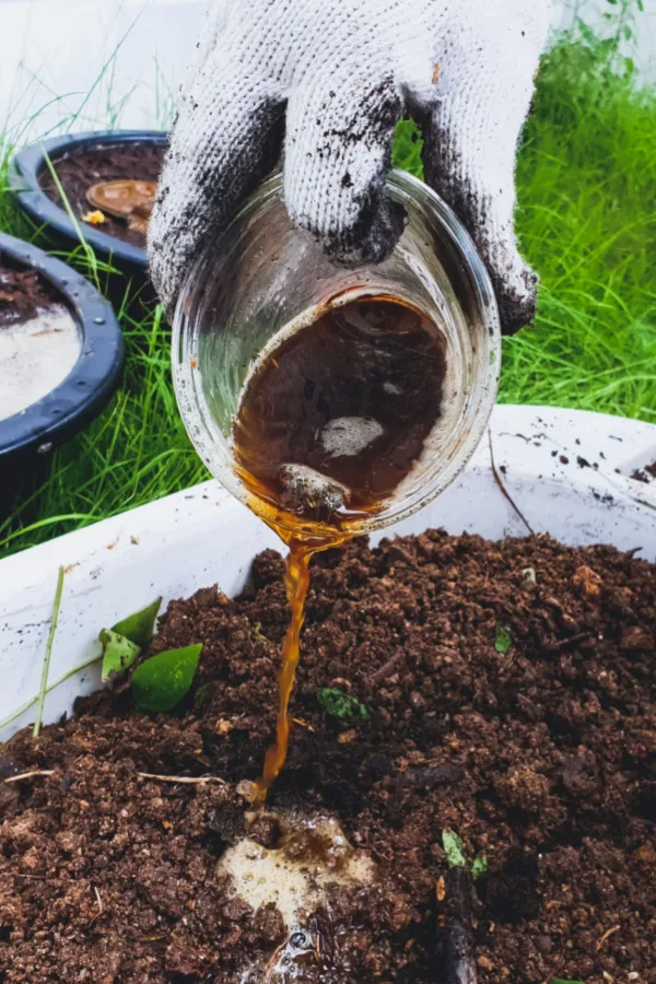 A person pouring liquid manure tea into soil with plants. 