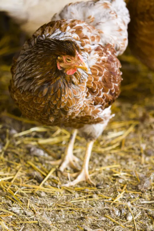 Straw, feathers, and chicken poop all mane the perfect chicken manure