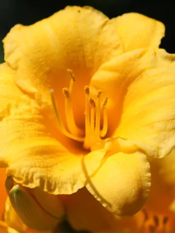 summer daylily care