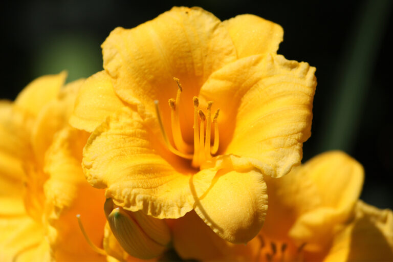 summer daylily care