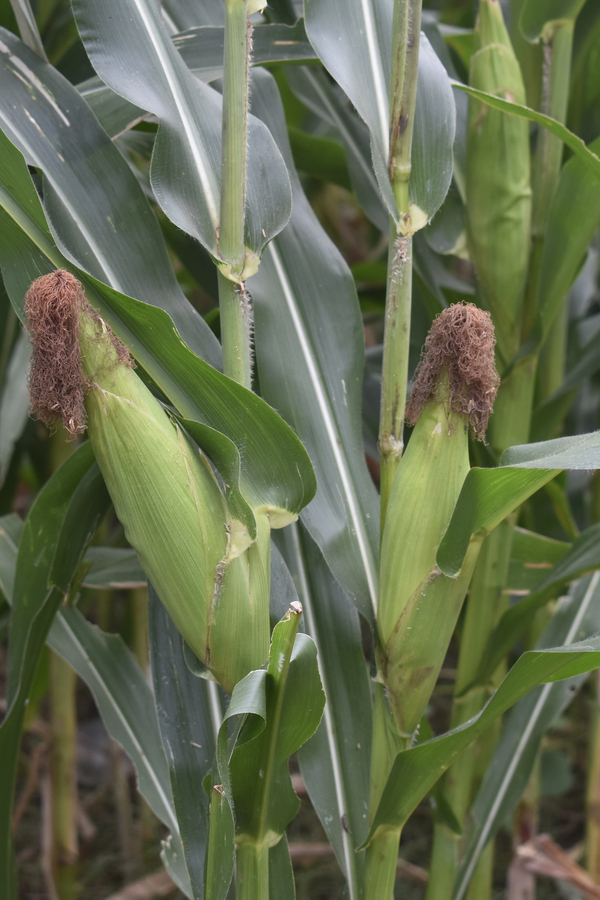 A closeup of field or sweet corn