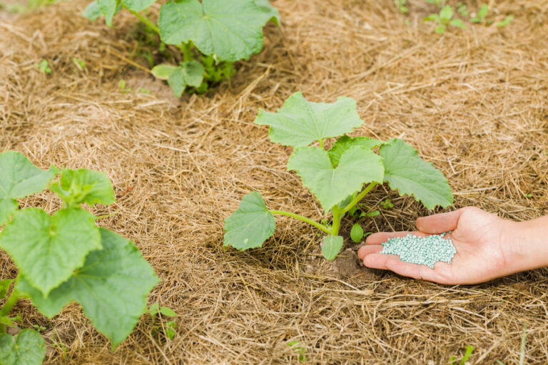 How To Fertilize Your Vegetable Garden - Simple Secrets That Work! 