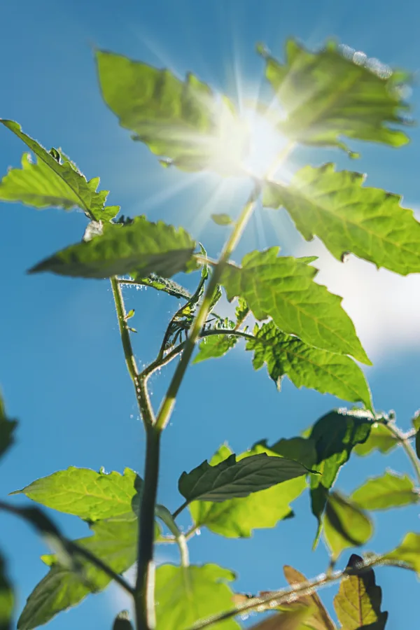 Tomato plants with the sun shining in the background - Never fertilize vegetable gardens during the heat of day