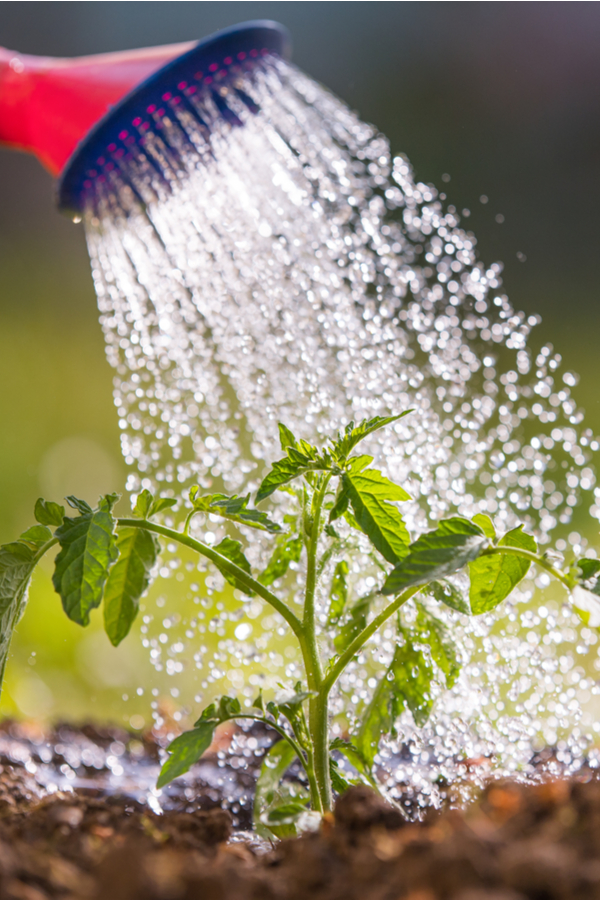A tomato transplant getting watered. 