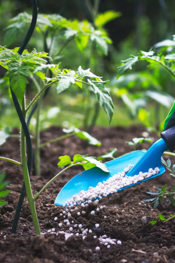 A bright blue handheld shovel with granular fertilizers being applied to the base of a tomato plant in a vegetable garden.