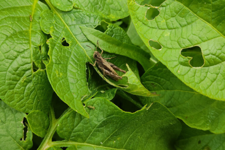 How To Protect Plants From Grasshoppers - Naturally!