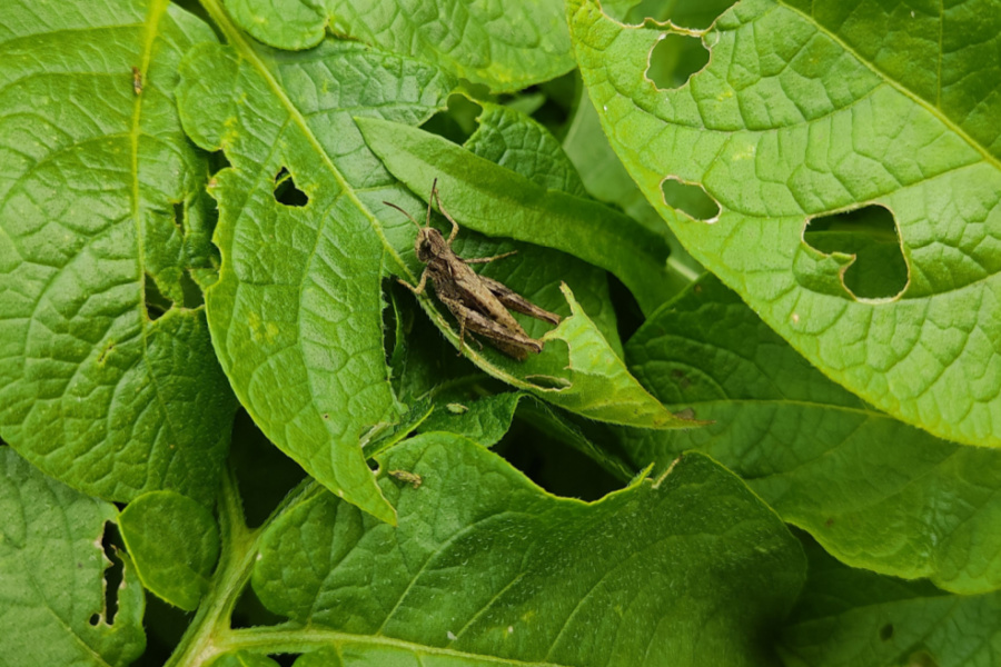 How To Protect Plants From Grasshoppers - Naturally!