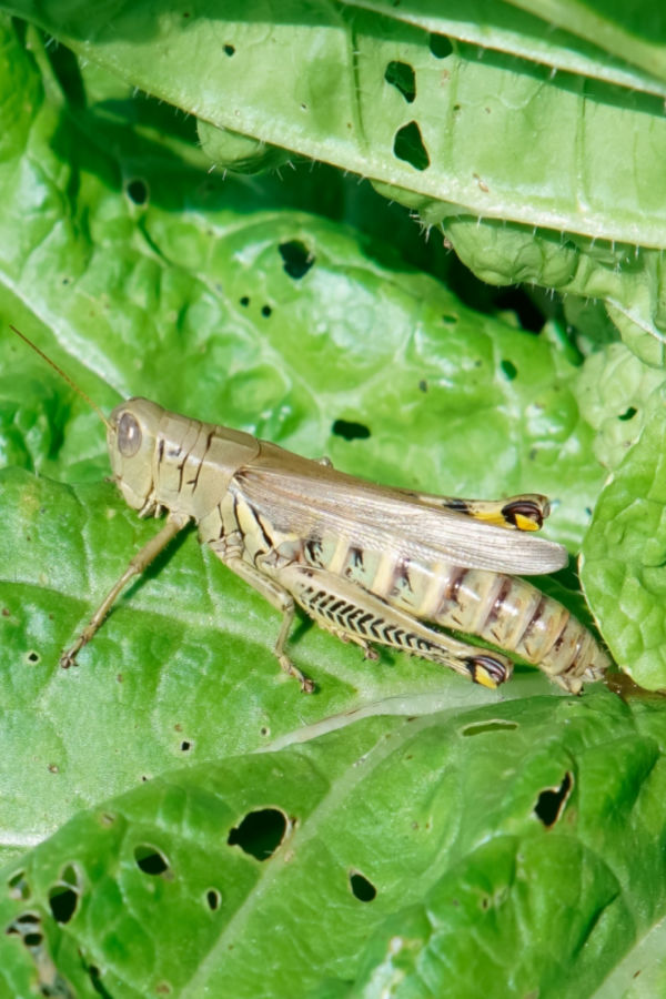 damage to a kale plant with a grasshopper sitting on top. You need to protect garden plants from these pests. 