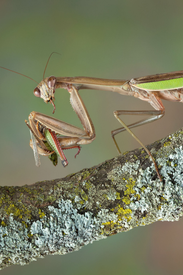 A praying mantis holding a grasshopper sitting on a branch. Attracting natural predators is a great way to protect plants. 