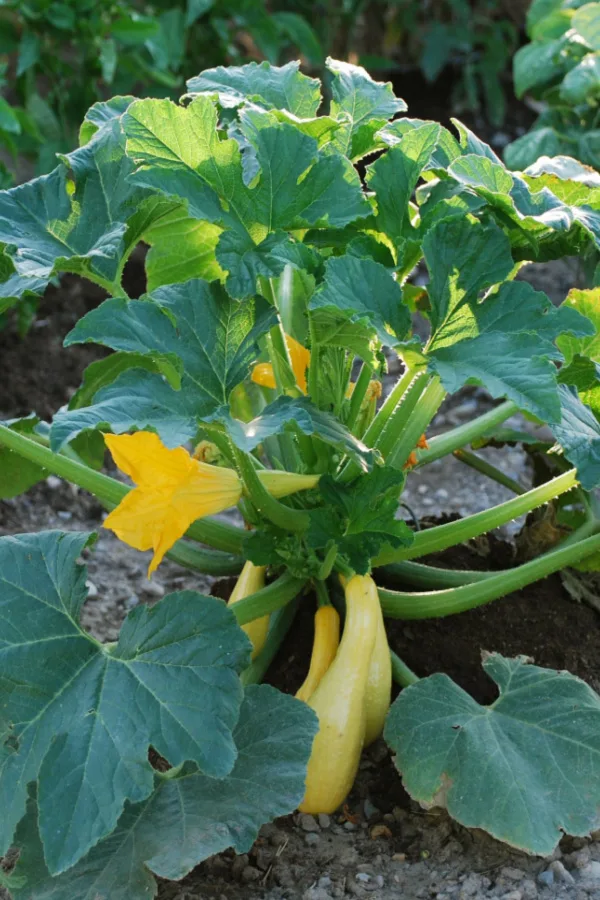 A yellow zucchini plant - a variety that grasshoppers dislike. Adding them throughout your garden space can help protect more desired plants.