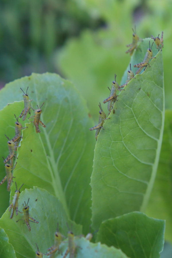 grasshopper nymphs on lettuce leaves. 