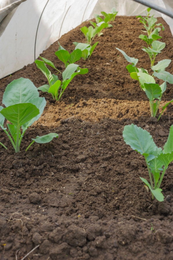 Row covers can protect young cabbage plants from grasshopper damage. 