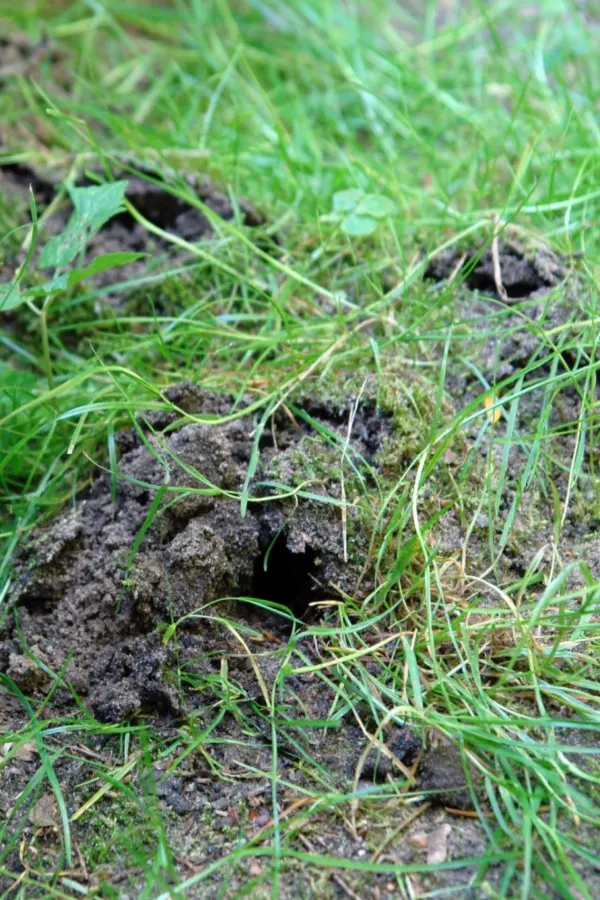 Raised tunnels caused by moles. 