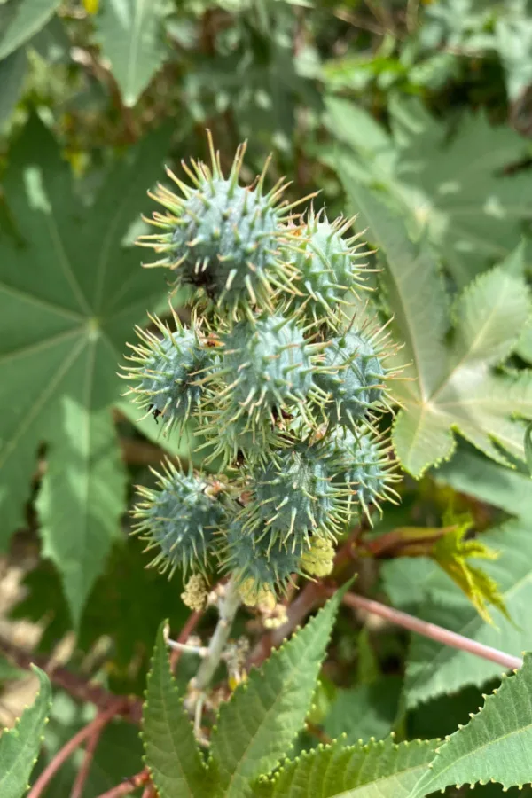 Castor plant that has pods on it. Caster oil can be used to stop ground moles