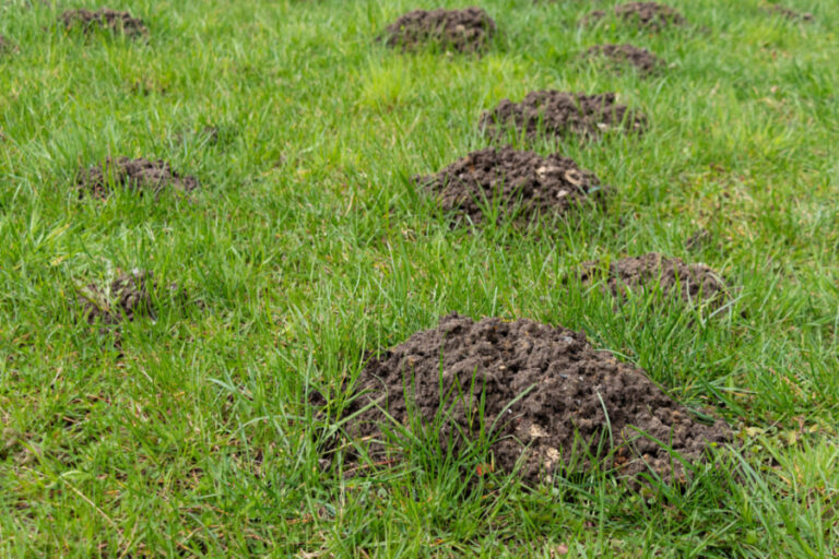 How To Stop Ground Moles Naturally - Keeping Moles Out!