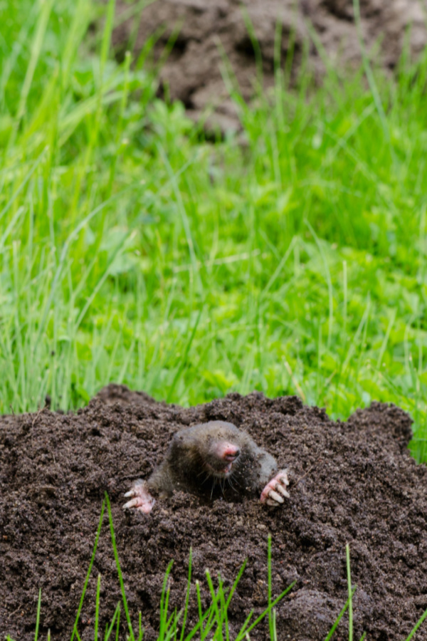 A mole sticking its head up over a molehill. find natural wats to stop ground moles