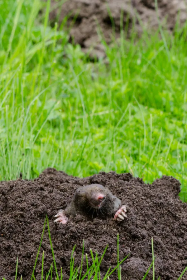How To Stop Ground Moles Naturally - Keeping Moles Out!