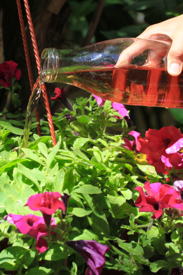 A hand pouring compost tea into a hanging basket with pink and purple flowers. 