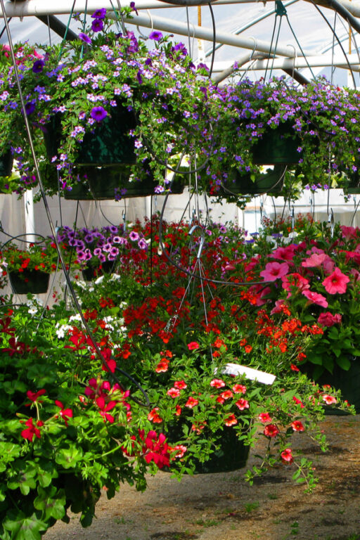 Hanging Basket Care! How To Keep Baskets Flowering All Summer